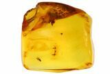 Detailed Fossil Fly (Diptera) In Baltic Amber #84570-1